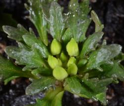 Notothlaspi australe with developing flower buds.
 Image: P.B. Heenan © Landcare Research 2019 CC BY 3.0 NZ